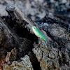 Green water snake, Groenwaterslang; Suidoostelike groenslang [Afrikaans]