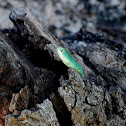 Green water snake, Groenwaterslang; Suidoostelike groenslang [Afrikaans]
