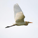 Kuntul kerbau / Cattle Egret