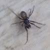 Cobweb weaver (male) Spider