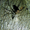 Long-spinnered Bark Spider