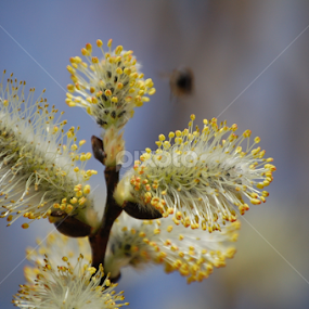 Fuzzy wazzy by Debbie Annable Carr - Flowers Flowers in the Wild