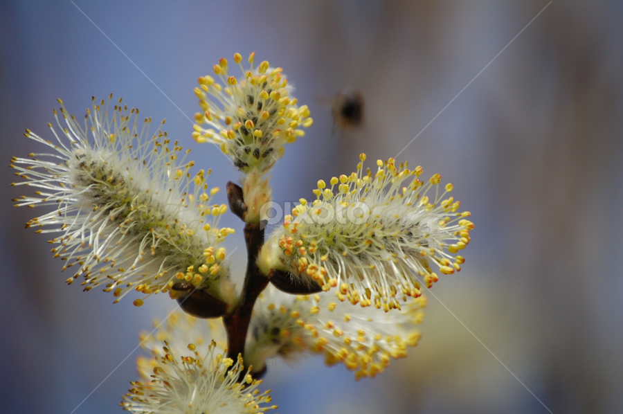 Fuzzy wazzy by Debbie Annable Carr - Flowers Flowers in the Wild