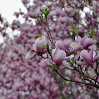 Saucer magnolia 二乔木兰