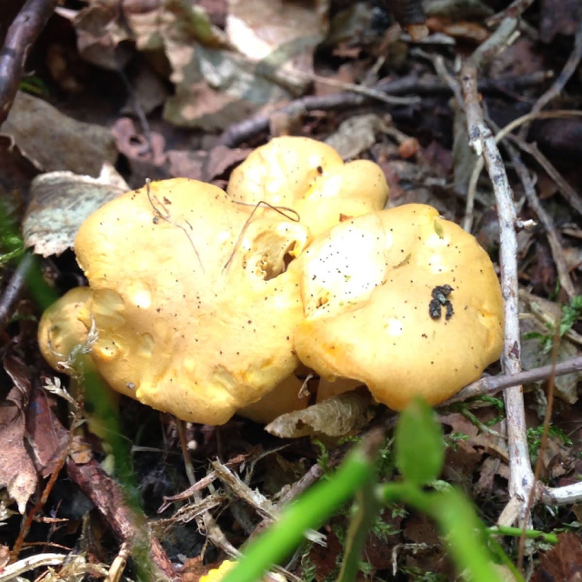 Chanterelle Project Noah