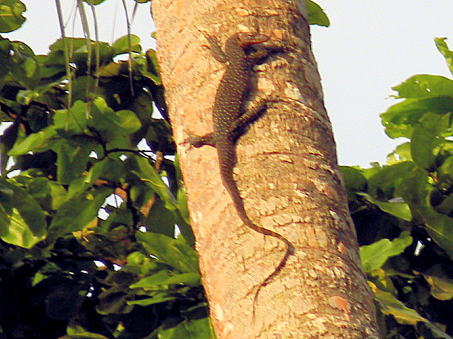 mangrove or Pacific monitor lizard