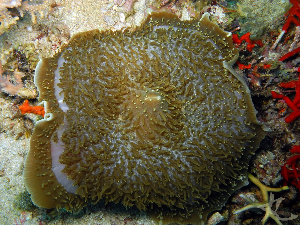 Elephant Ear Anemone