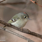 Ruby-crowned Kinglet