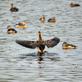 Lesser Whistling Duck (ছোট সরালি) by Fahim Islam - Animals Birds