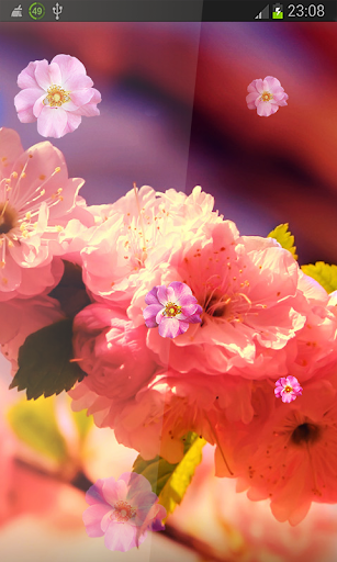 【免費個人化App】Spring Flowers HD LWP-APP點子