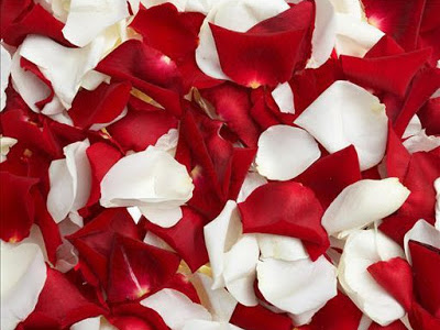 花びら Rady 壁紙 の最高のコレクション 最高の花の画像