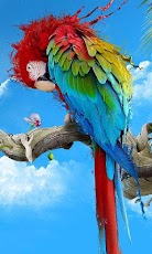Animals Live HD wallpapers
