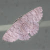 Red-lined Geometer moth