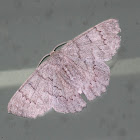 Red-lined Geometer moth