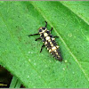 Six-spotted Zigzag Ladybird (Larva)