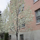 Lindsayae cultivar, Cherry Plum