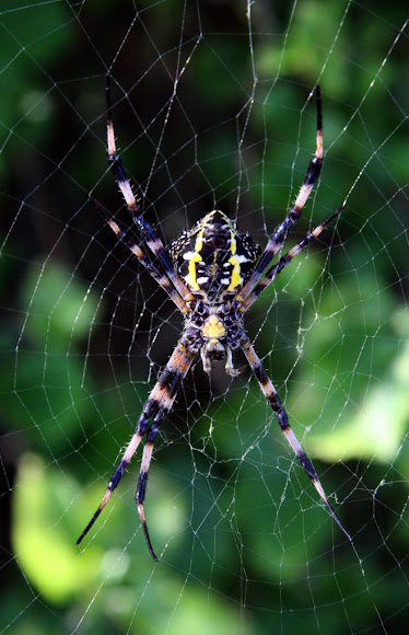Hawaiian Garden Spider Project Noah