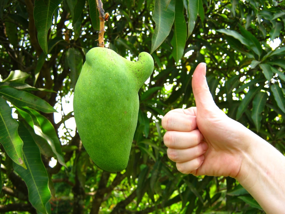 Positive Mango