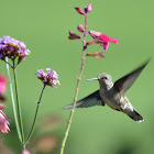 hummingbird