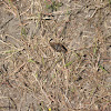 Common Checkered Skipper