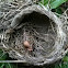 Robbin's Nest