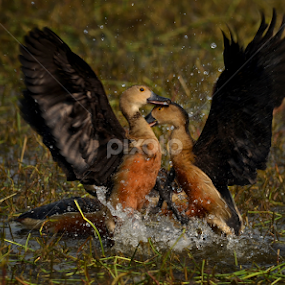 Duck Fight by Saurav Chakraborty - Animals Birds