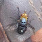Gold Headed Tachinid Fly