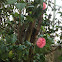Japanese Camellia