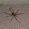 Southern House Spider - Male