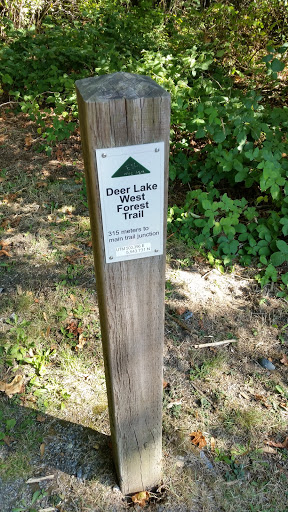 Deer Lake West Forest Trail Marker