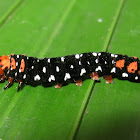 Lily Moth caterpillara
