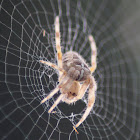 european garden spider
