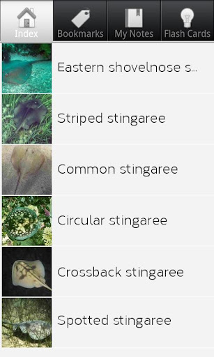 Sting Ray Species