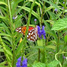 Gulf Fritillary