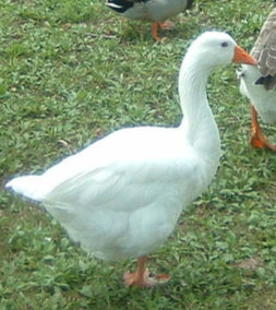 Roman (Domestic) Goose