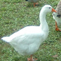 Roman (Domestic) Goose
