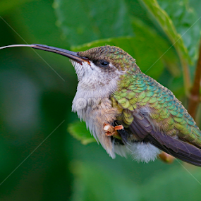 Young hummingbird  by Paul Wyman - Animals Birds