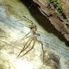 Fishing spider (molted exoskeleton)