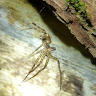 Fishing spider (molted exoskeleton)