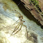 Fishing spider (molted exoskeleton)