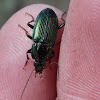 Woodland Ground Beetle