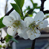 Sour Cherry blossoms