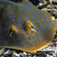 七星柴魚博物館