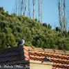 Feral Rock Pigeon; Paloma Bravía