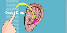 Drag&Drop Reflexology (ears) APK