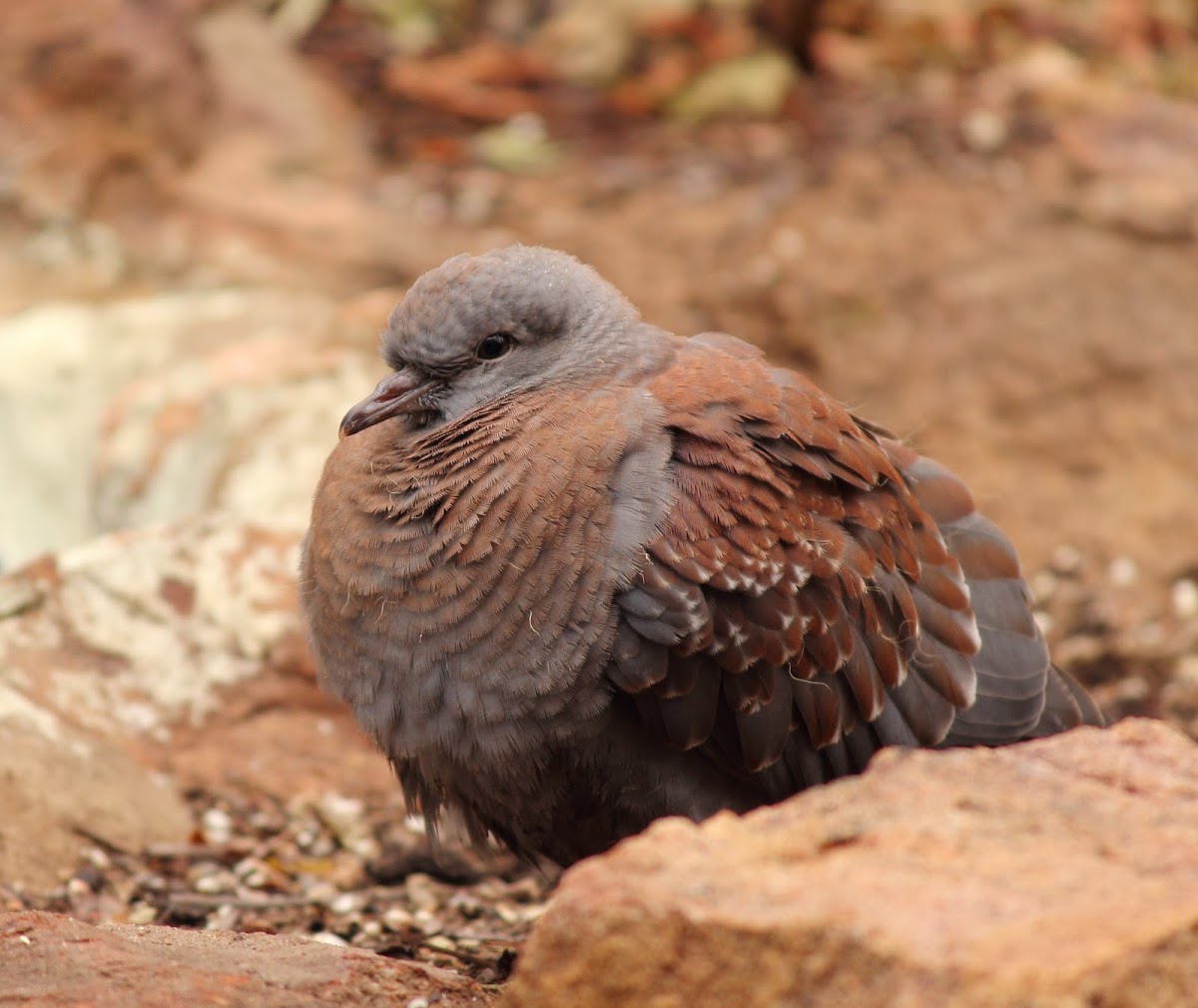 Speckled Pigeon (Immature)