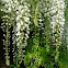 Wisteria floribunda alba (Glicinia blanca)