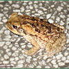 Cane Toad (Juvenile)