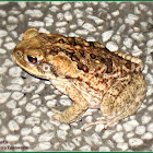 Cane Toad (Juvenile)