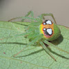 green orb spider